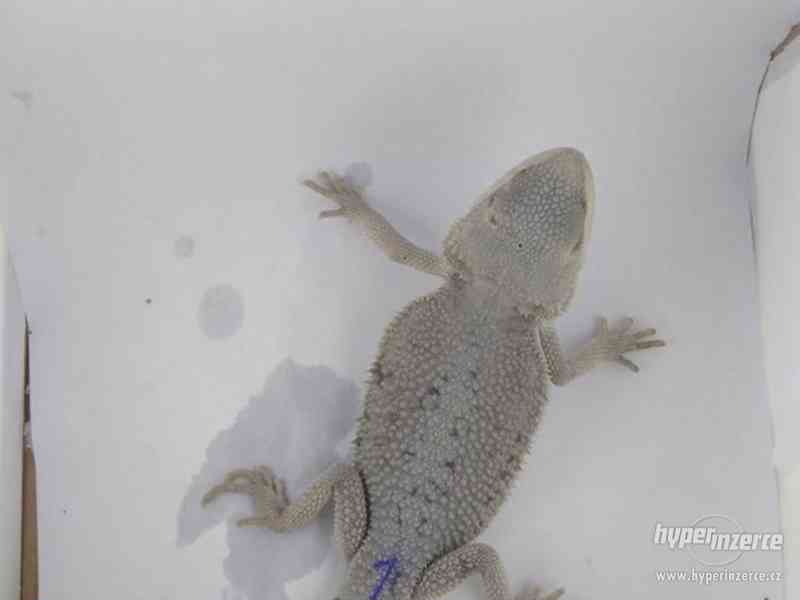 Zero - agama vousatá - foto 2