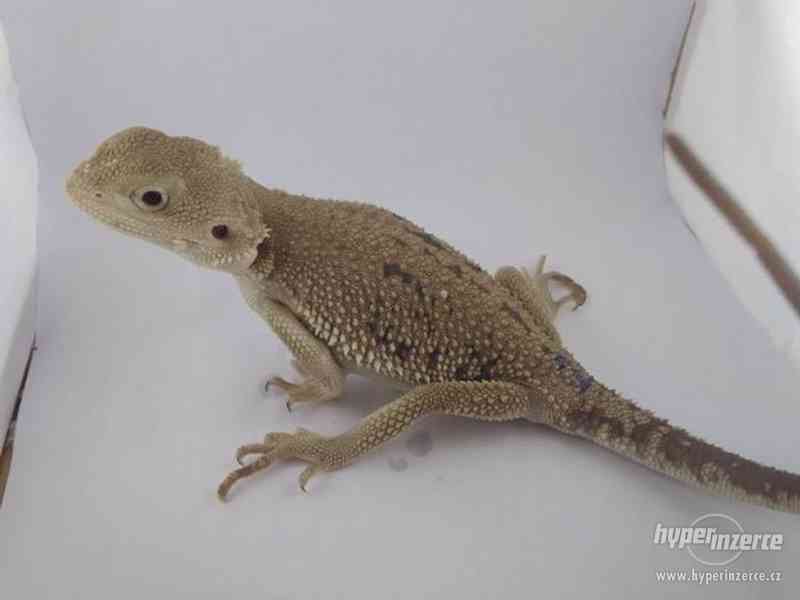 Zero - agama vousatá - foto 3