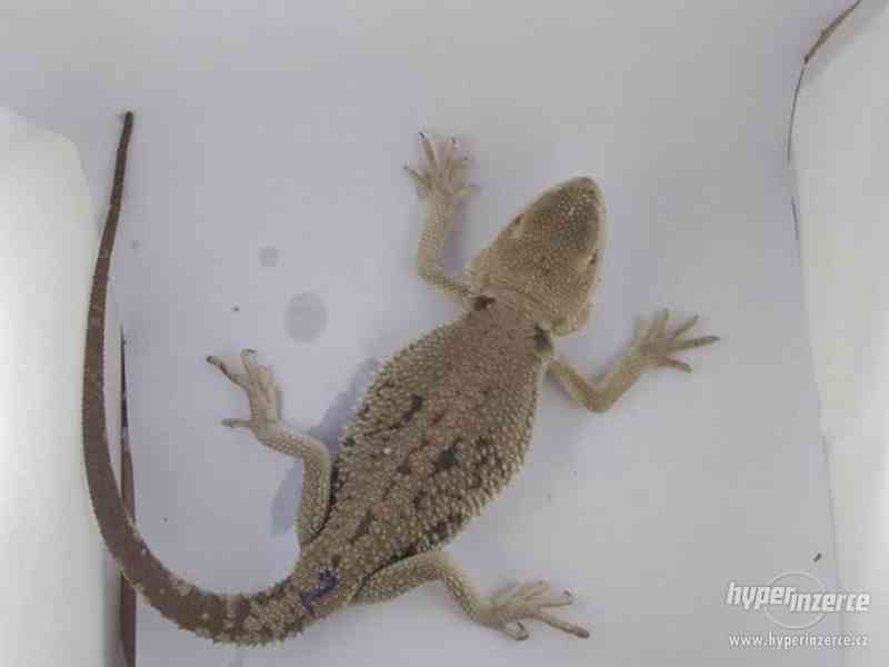 Zero - agama vousatá - foto 4