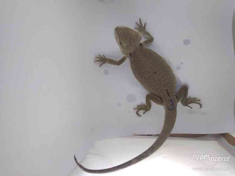 Zero - agama vousatá - foto 5