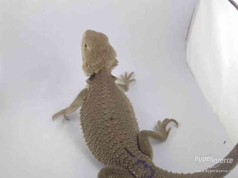 Zero - agama vousatá - foto 6