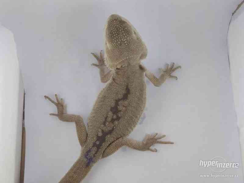 Zero - agama vousatá - foto 7