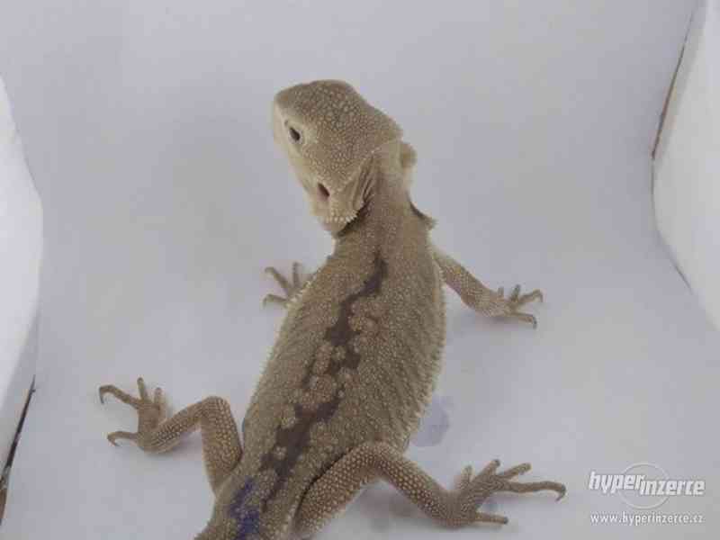 Zero - agama vousatá - foto 8