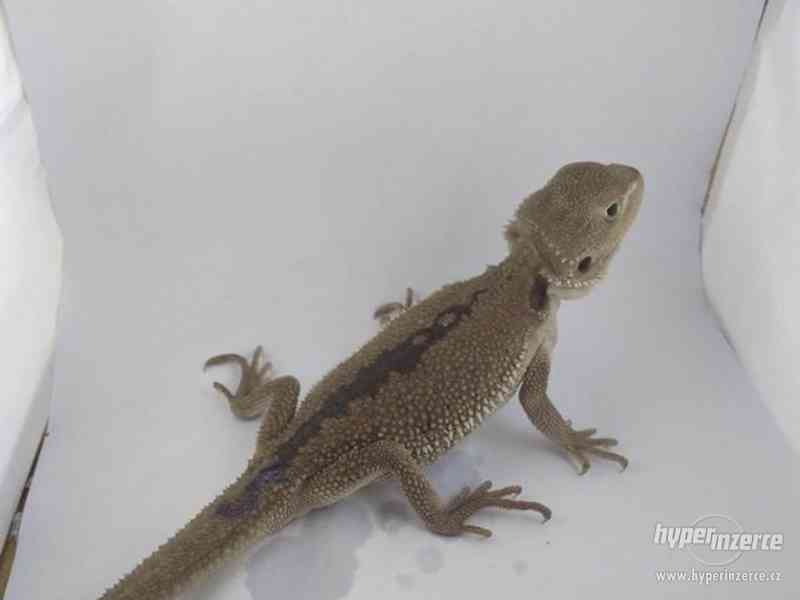 Zero - agama vousatá - foto 9