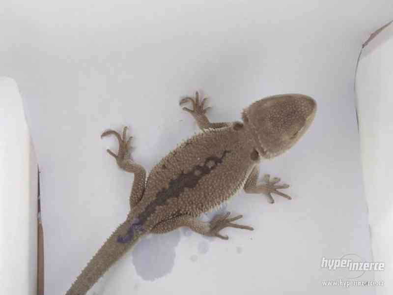 Zero - agama vousatá - foto 10