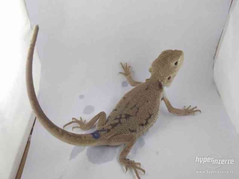 Zero - agama vousatá - foto 12