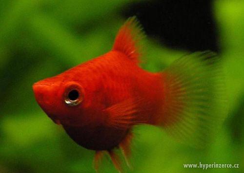 Plata Korálová (Xiphophorus maculatus "Coral") - foto 1