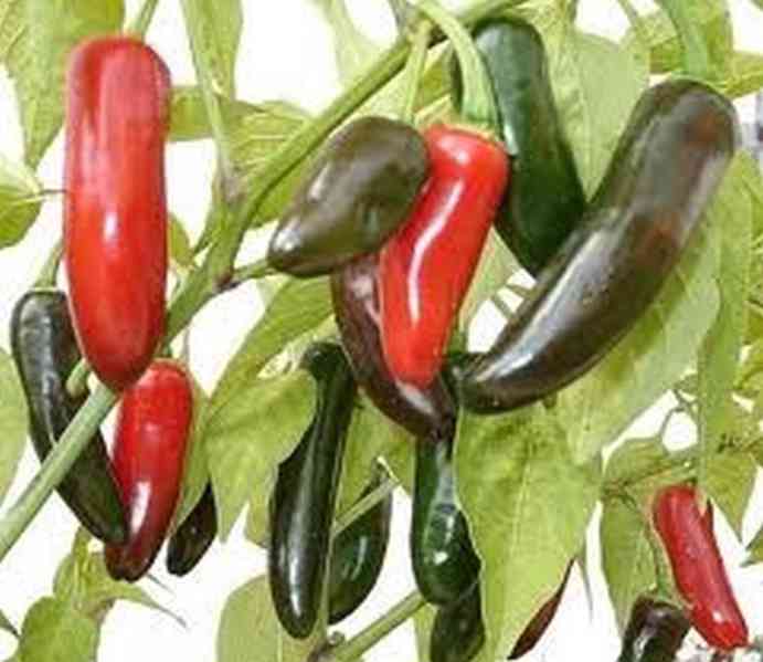 Sazenice Chilli Jalapeňo Tam Vera Cruz - foto 1