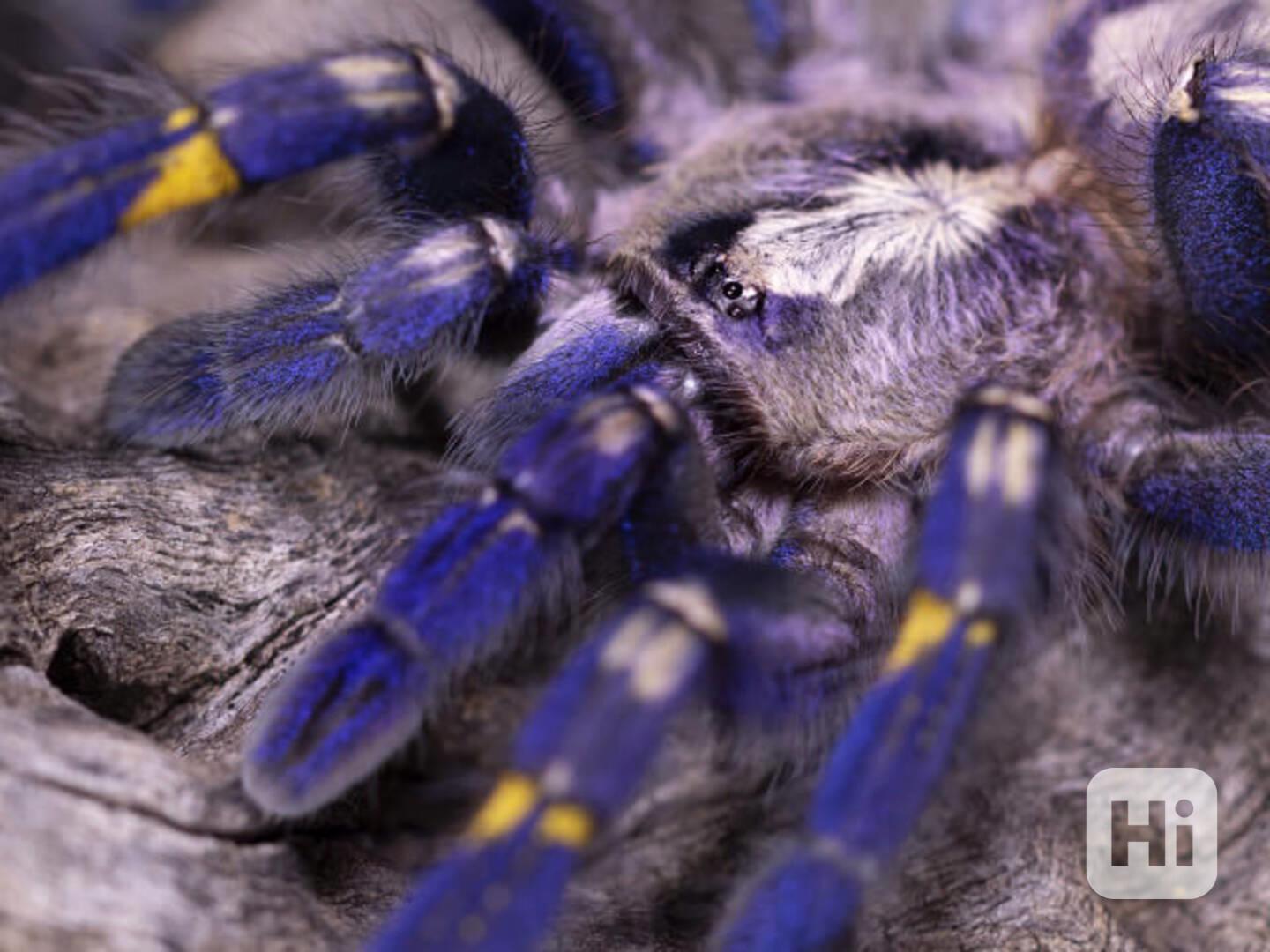 Prodej tarantule Gooty Sapphire - foto 1