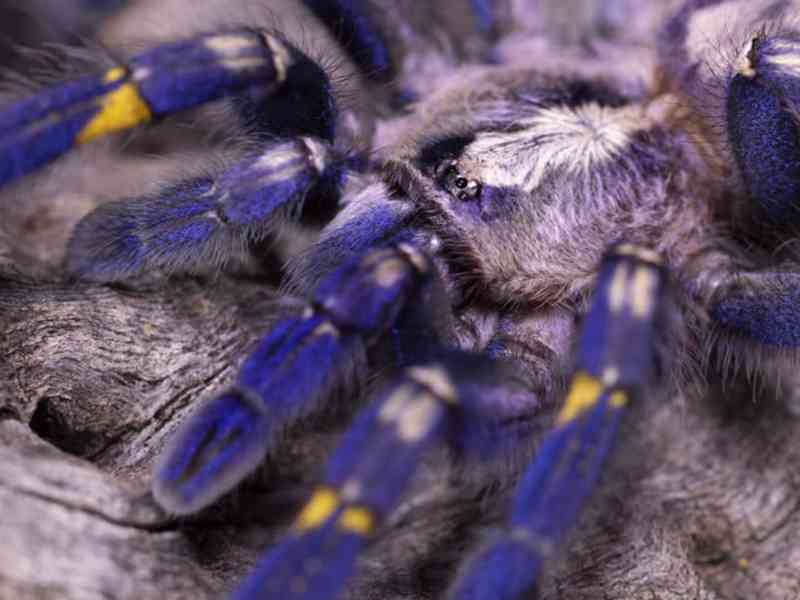 Prodej tarantule Gooty Sapphire - foto 1