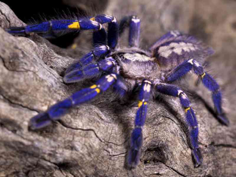 Prodej tarantule Gooty Sapphire - foto 2