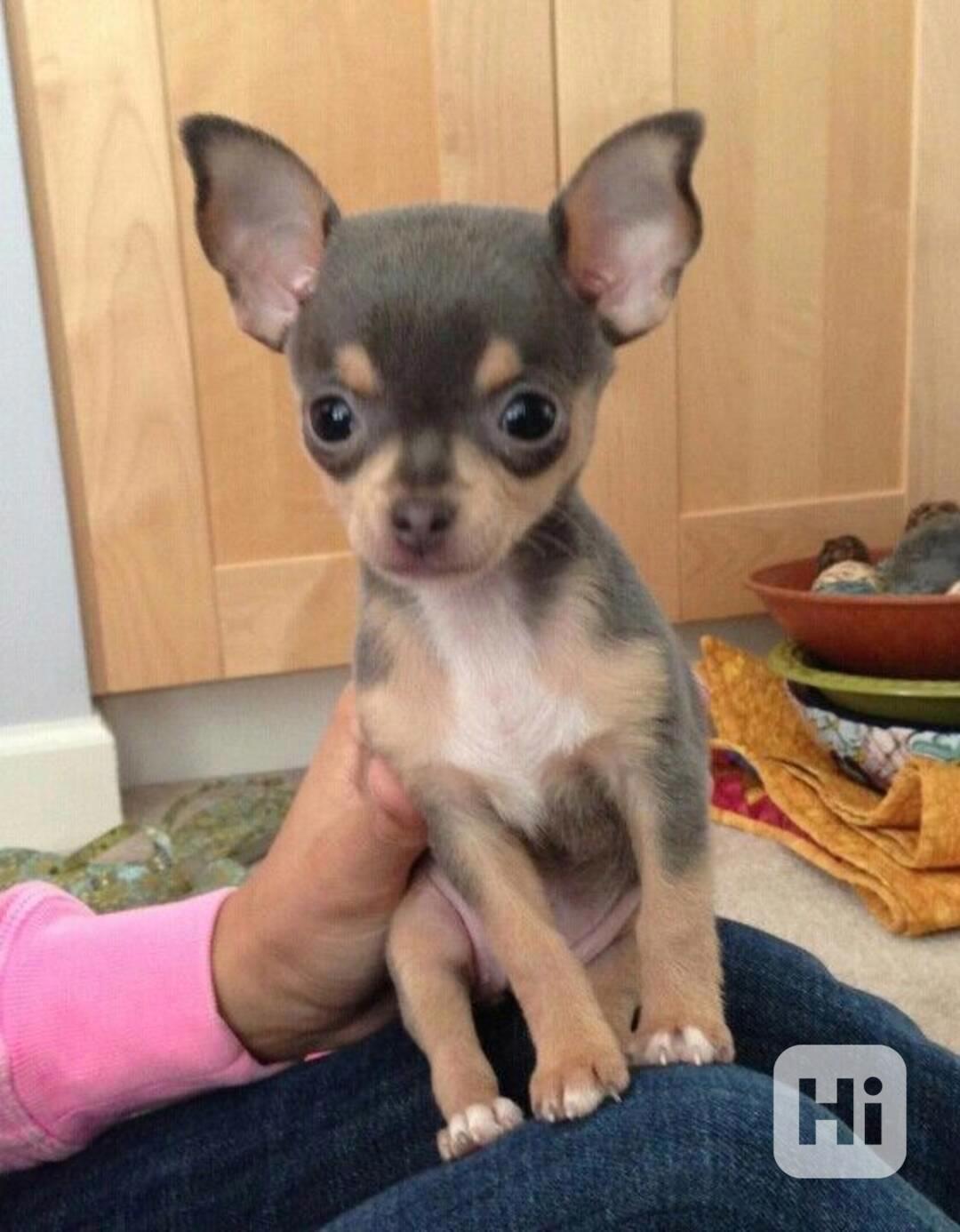 Štěňata čivavy Pps - foto 1