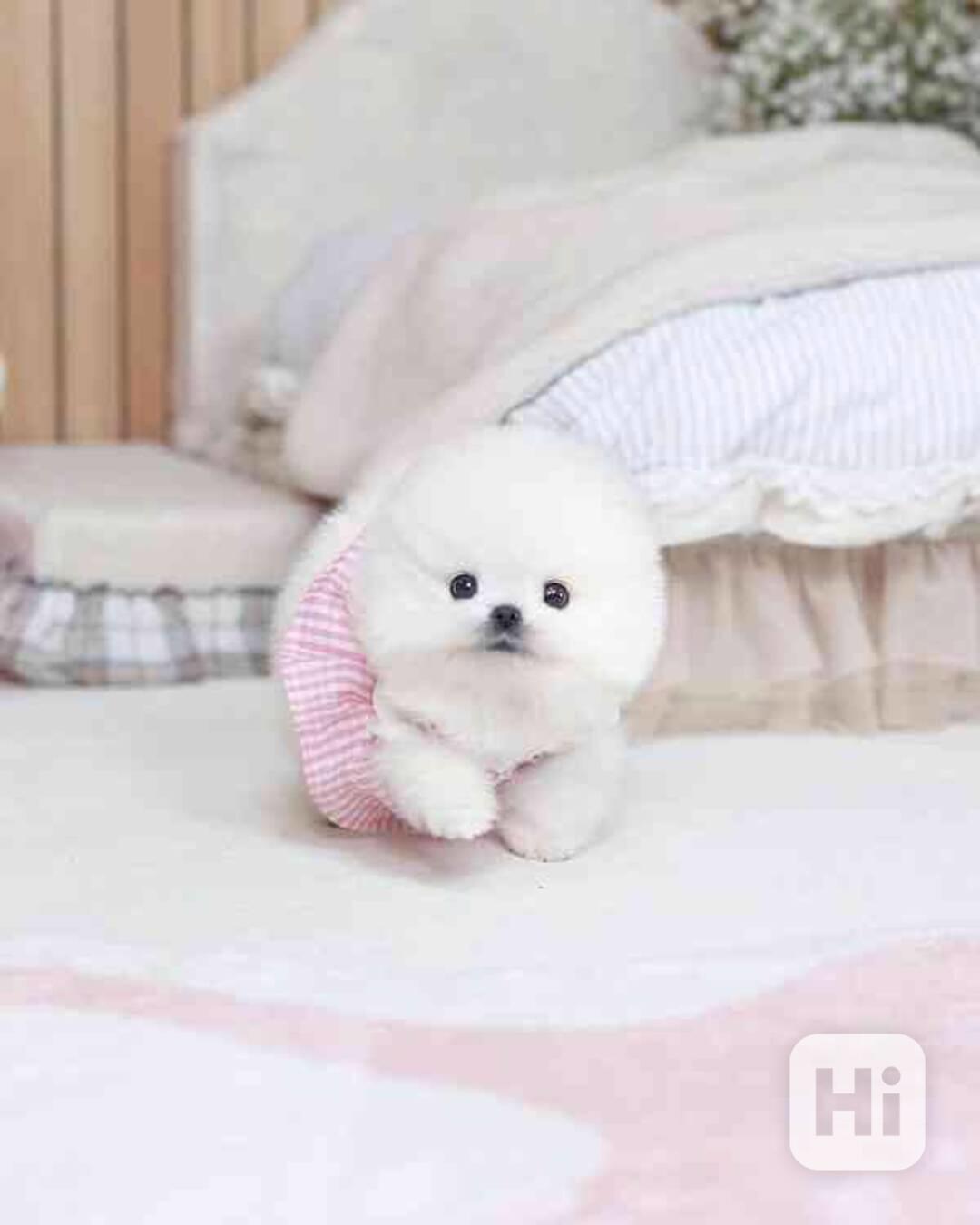 Beautiful mini Pomeranian puppies - raised with love - foto 1