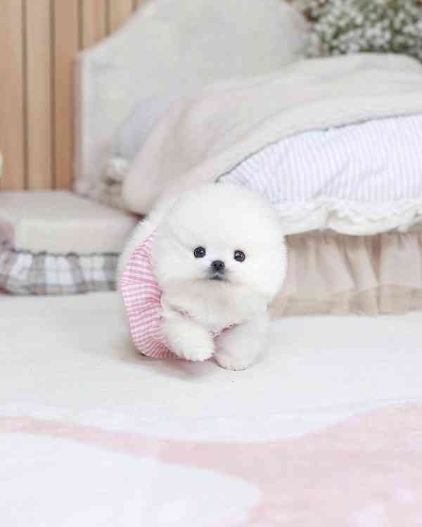 Beautiful mini Pomeranian puppies - raised with love - foto 1