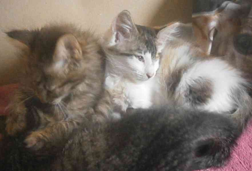 Dlouhosrstá světlá 3barevná Lucinka, 3měsíční kočička - foto 4