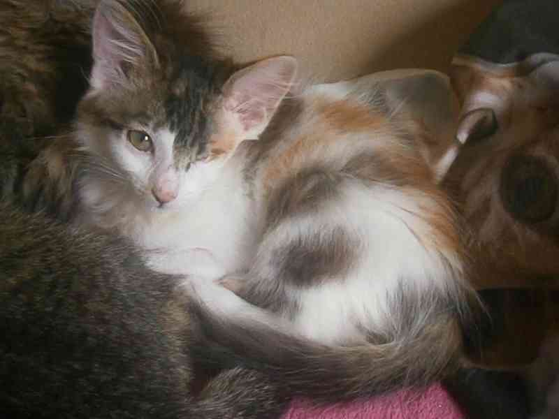 Dlouhosrstá světlá 3barevná Lucinka, 3měsíční kočička - foto 2