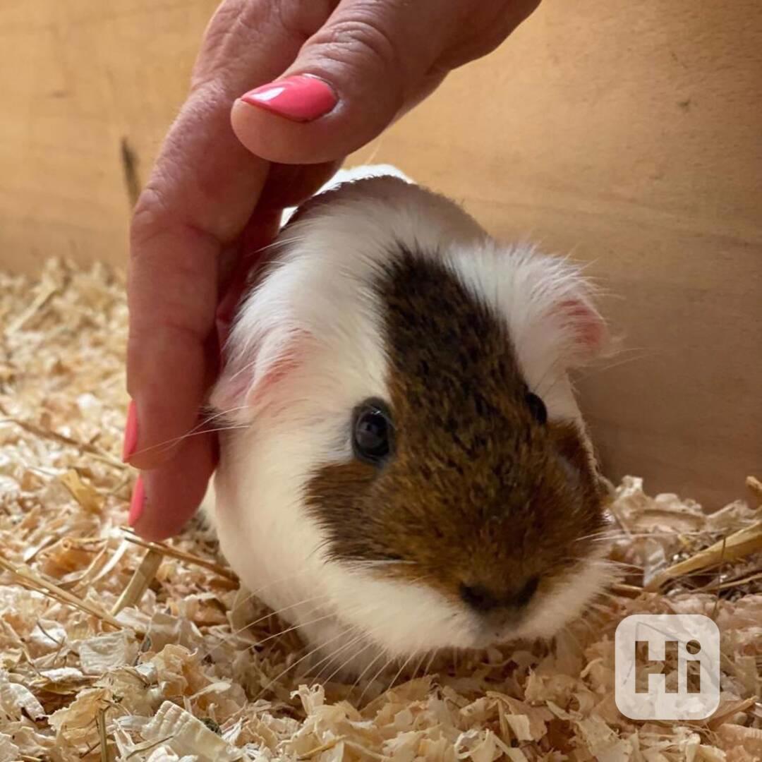 Krásná morčata k prodeji  - foto 1