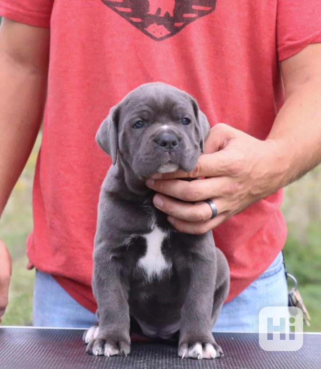 Prodám štěňata italského Cane Corso - foto 1
