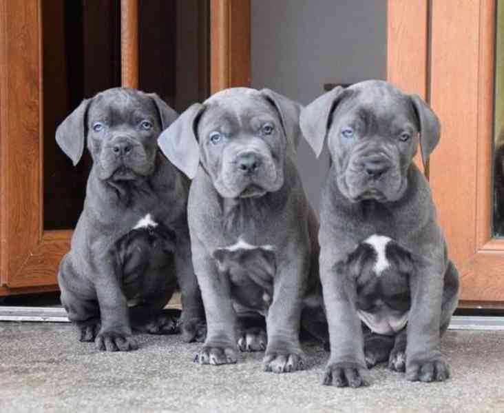 Prodám štěňata italského Cane Corso - foto 2