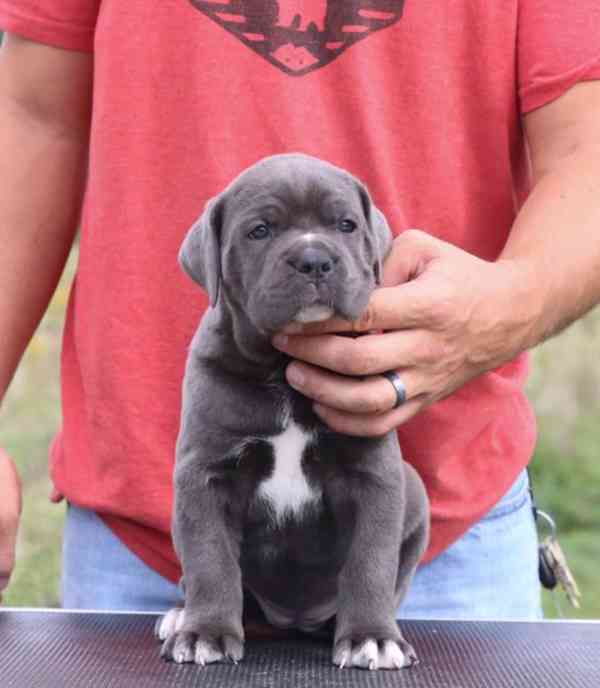 Prodám štěňata italského Cane Corso - foto 1