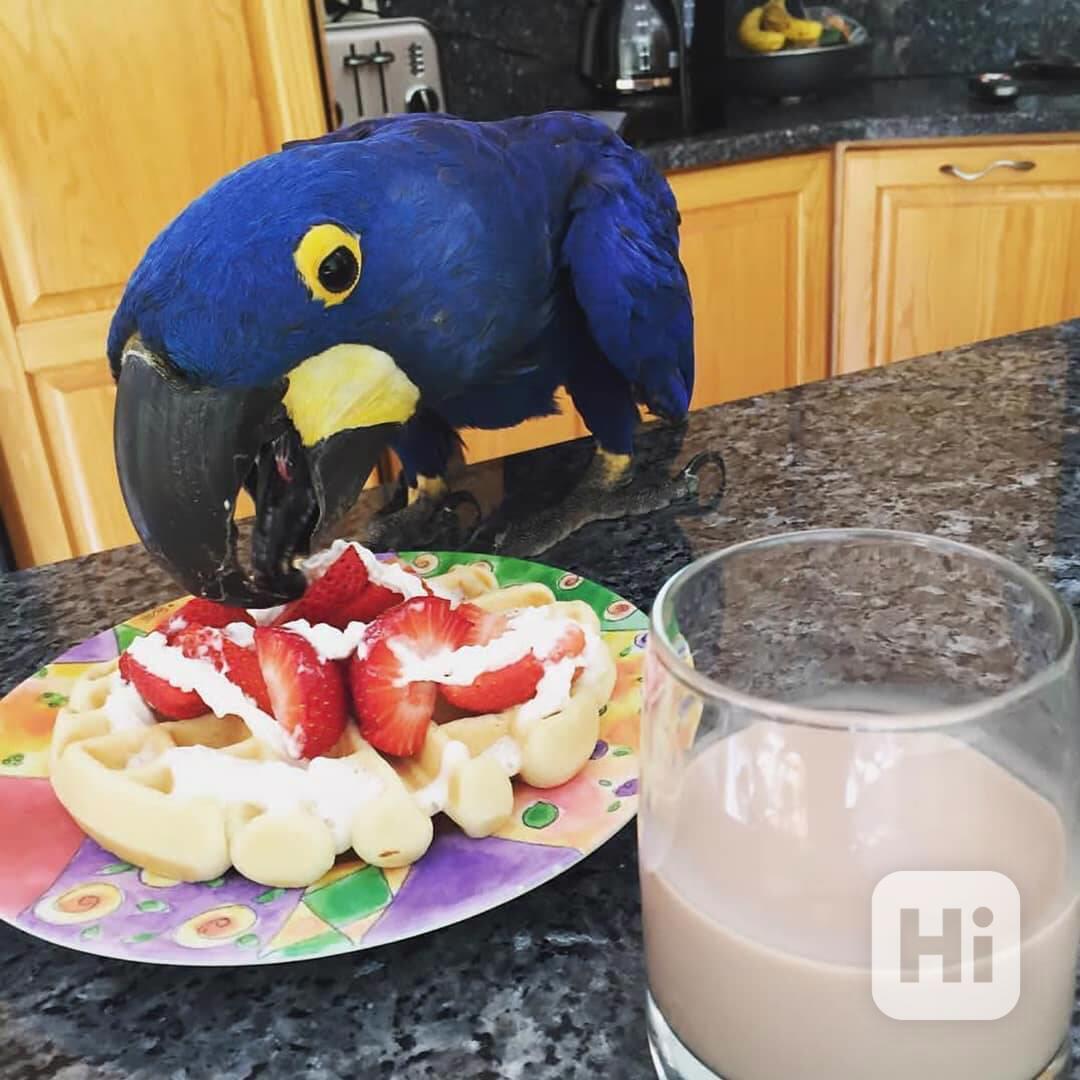 Modrý hyacintový ara, samec a samice - foto 1