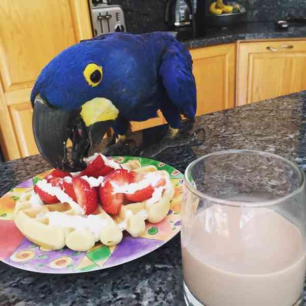 Modrý hyacintový ara, samec a samice - foto 1