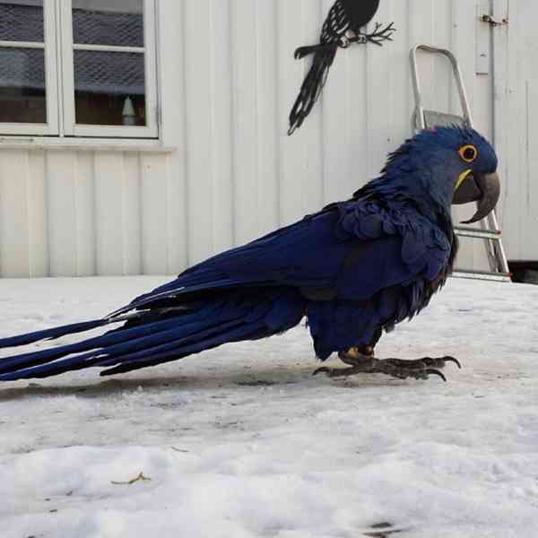 Modrý hyacintový ara, samec a samice - foto 3