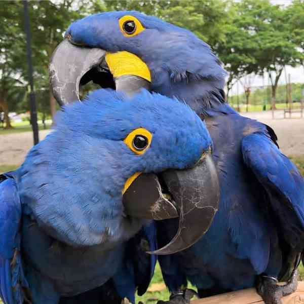 Modrý hyacintový ara, samec a samice - foto 2