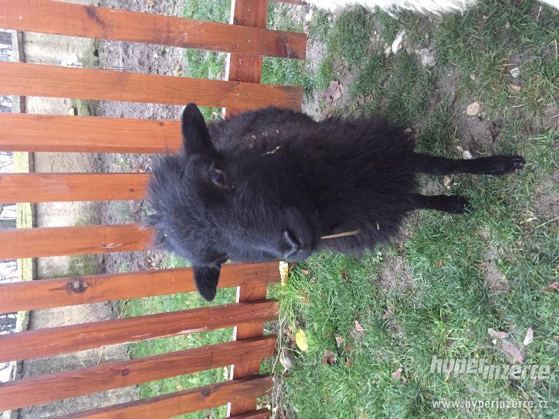 Quessanske/Ouessanske mini ovce - foto 1