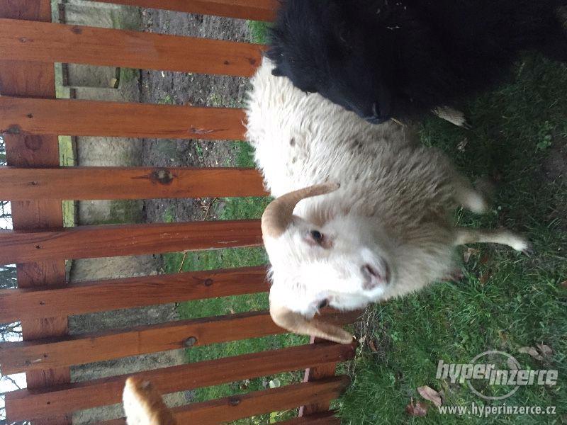 Quessanske/Ouessanske mini ovce - foto 2