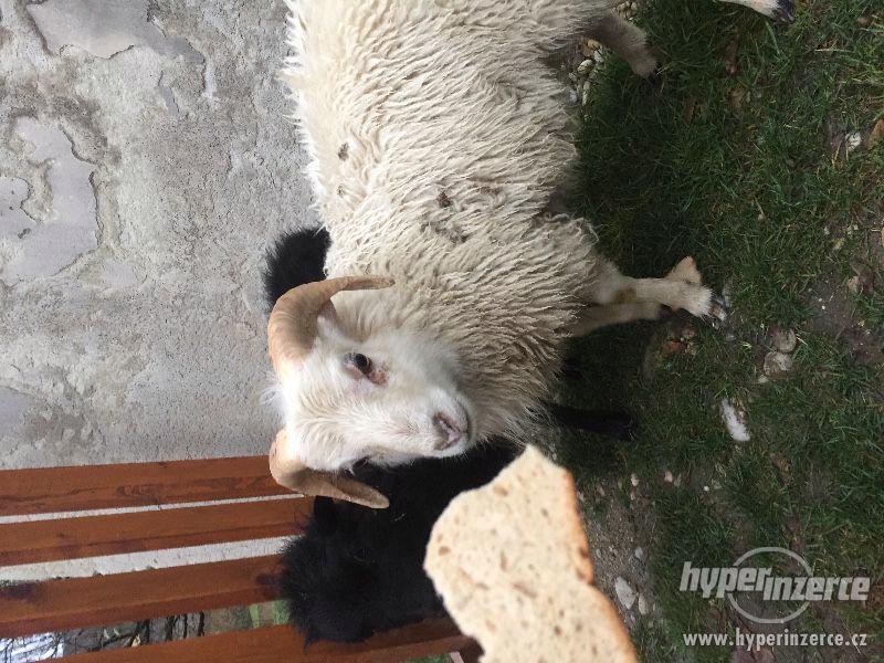 Quessanske/Ouessanske mini ovce - foto 4