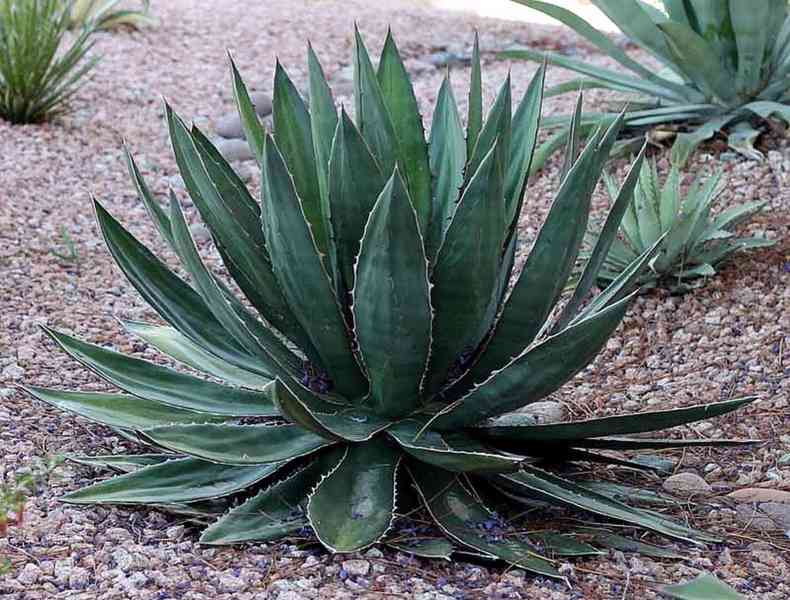 Sazenice Agave garciae-mendozae - foto 1