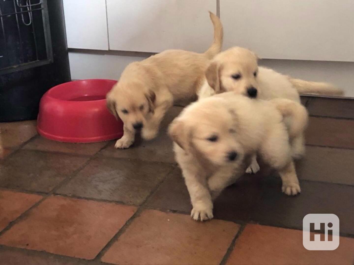 Nádherná čistokrevná štěňata zlatého retrívra, samec a samic - foto 1