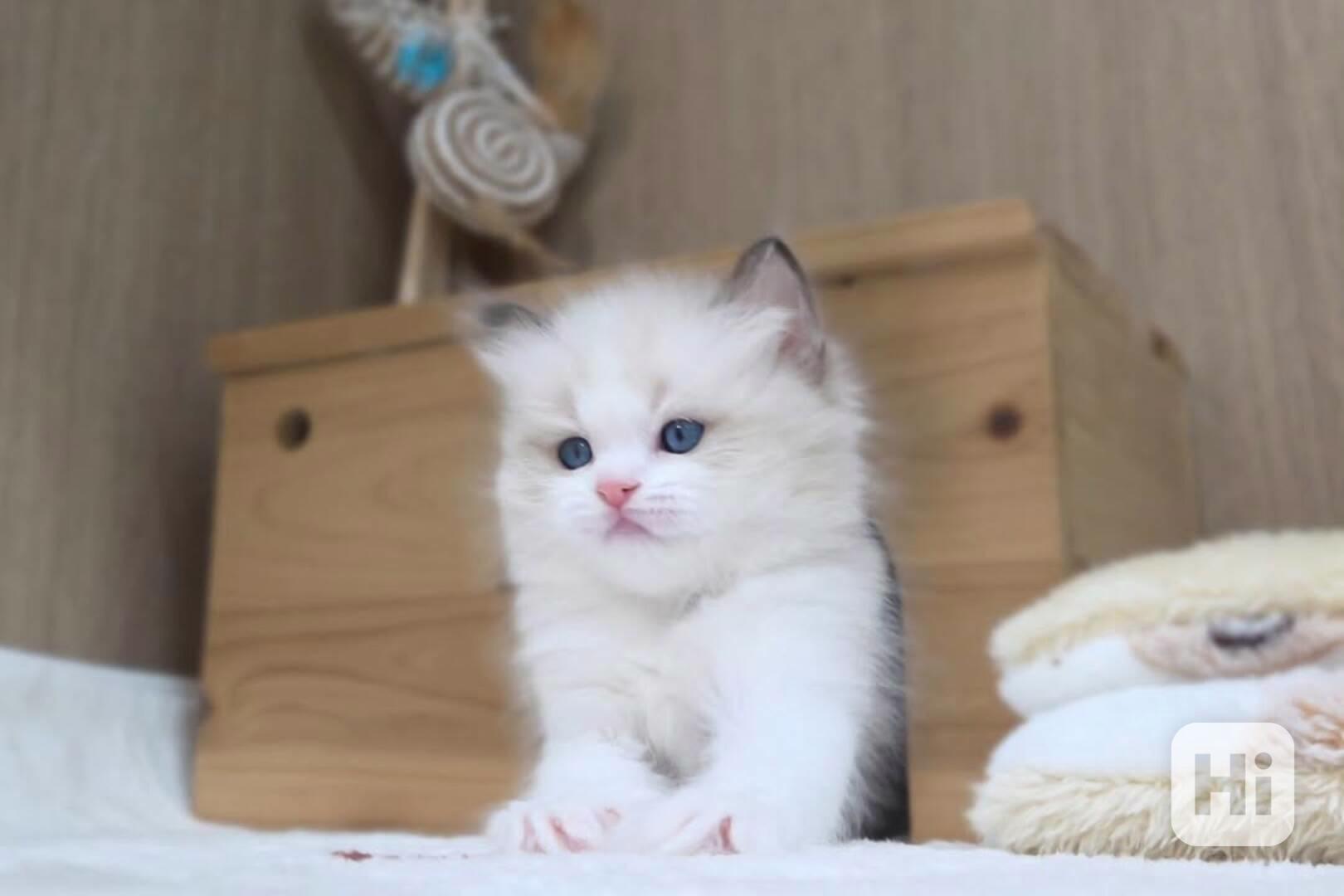 Nádherná koťátka plemene Ragdoll hledají trvalé rodiny - foto 1