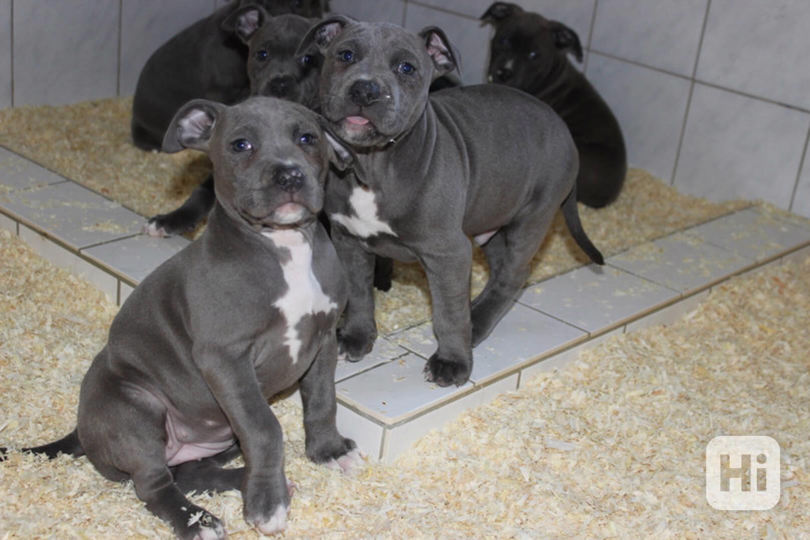 Registrovaná štěňata pitbula k adopci - foto 1