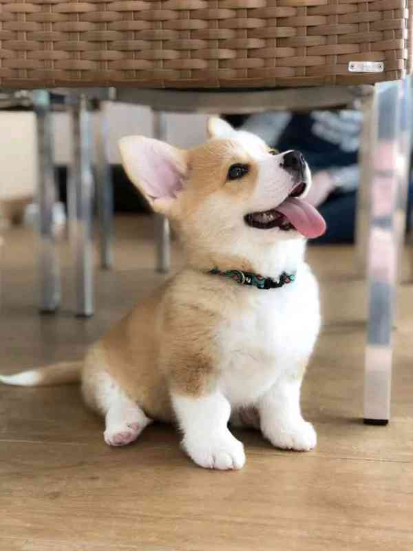  Dárek štěně welsh corgi k adopci zdarma   - foto 1