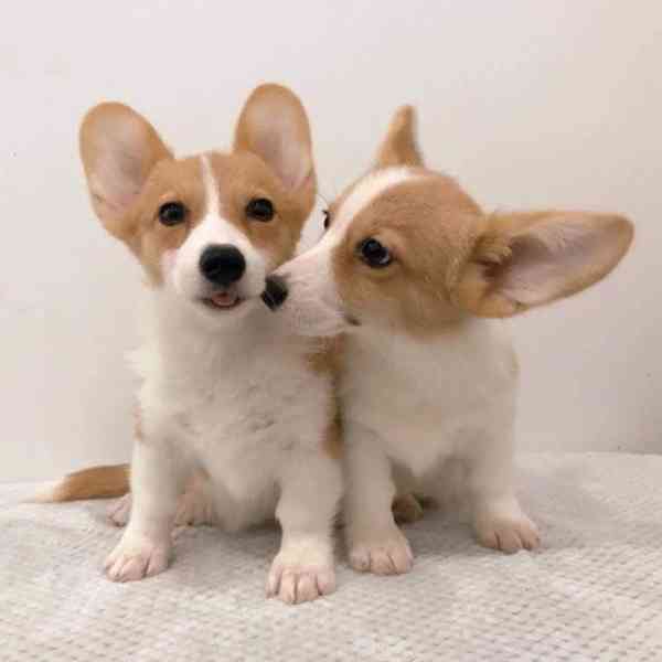  Dárek štěně welsh corgi k adopci zdarma   - foto 3