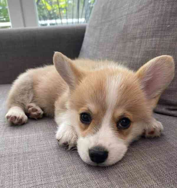  Dárek štěně welsh corgi k adopci zdarma   - foto 2