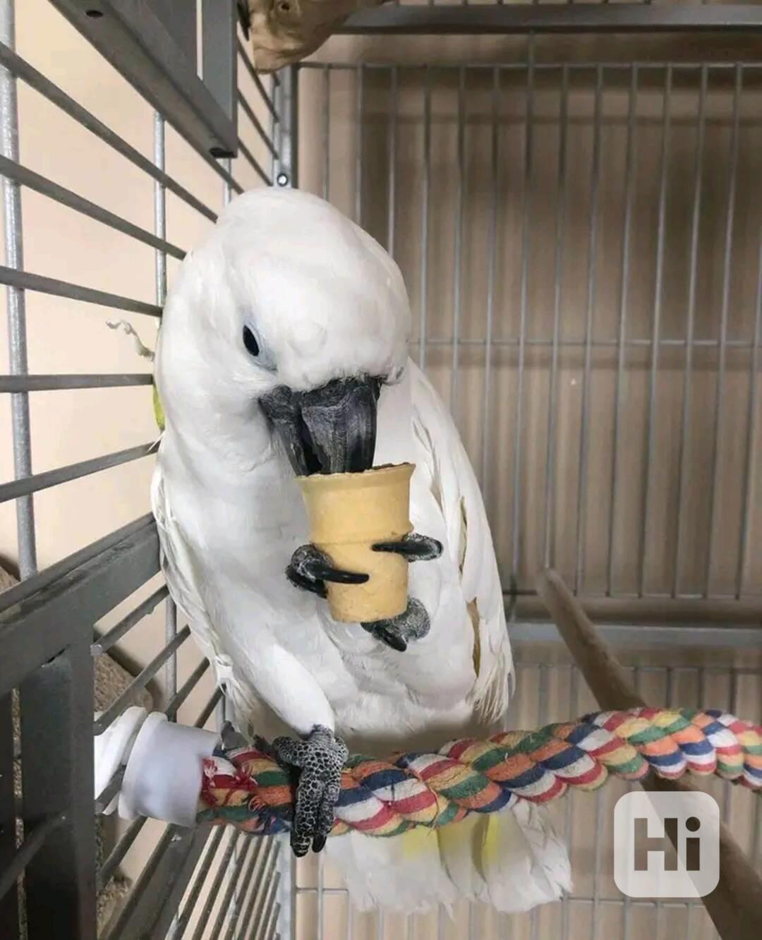 Krásní rozkošní papoušci kakadu hledají nový domov - foto 1