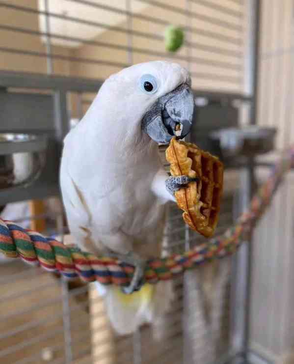 Krásní rozkošní papoušci kakadu hledají nový domov - foto 2