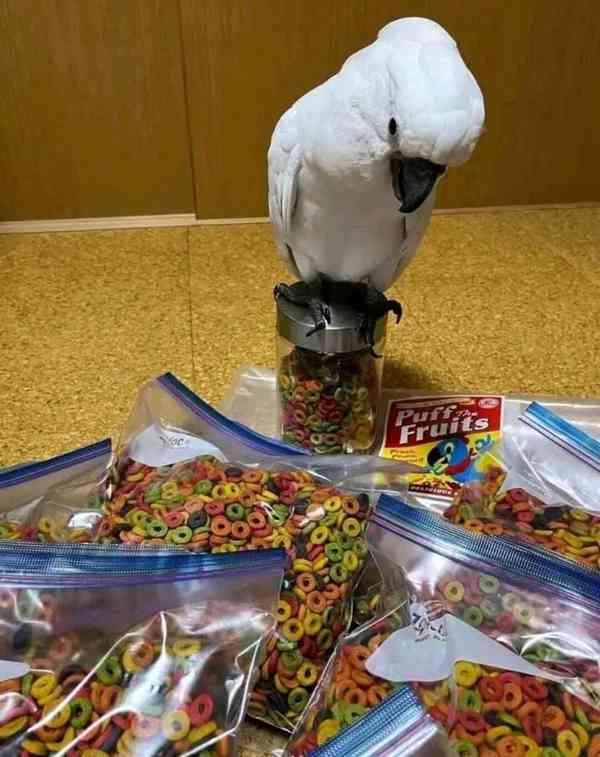 Krásní rozkošní papoušci kakadu hledají nový domov - foto 3