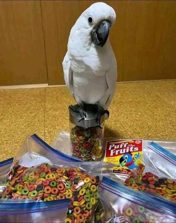 Krásní rozkošní papoušci kakadu hledají nový domov - foto 5