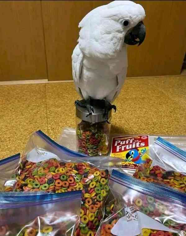 Krásní rozkošní papoušci kakadu hledají nový domov - foto 4