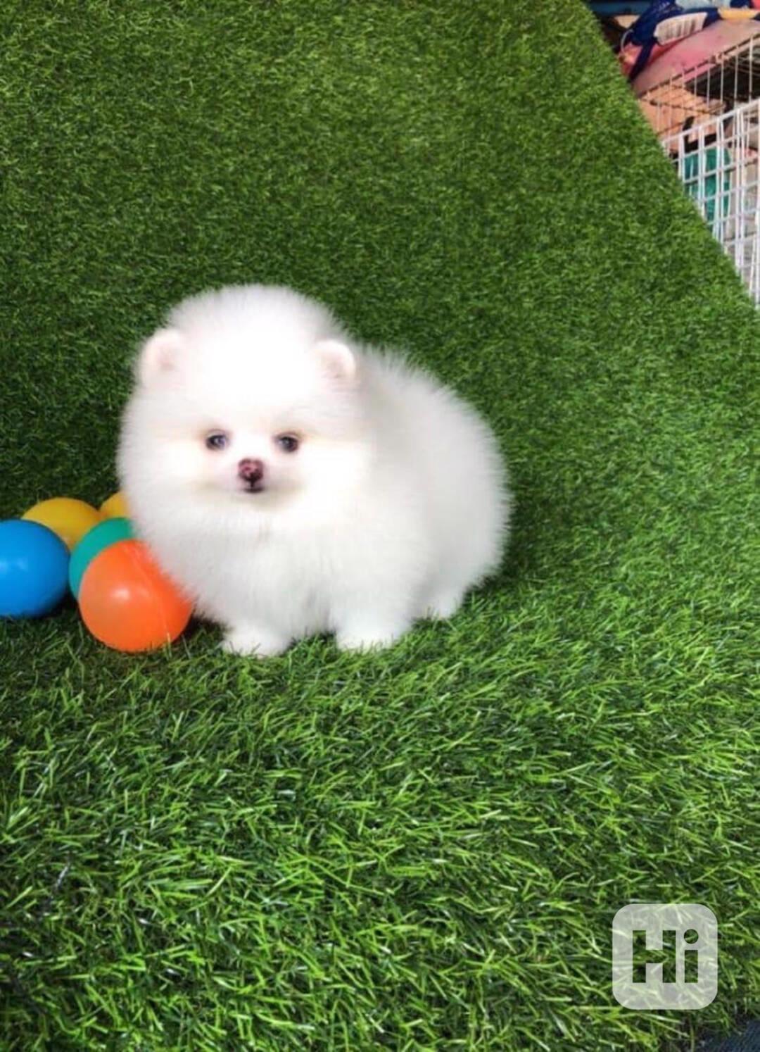 Štěňata čistokrevného pomeraniana - foto 1