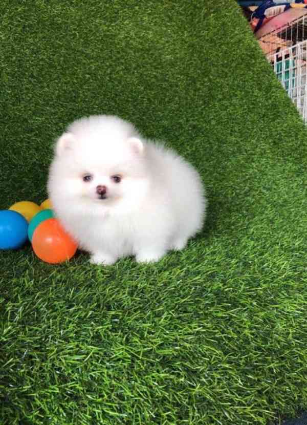 Štěňata čistokrevného pomeraniana - foto 1