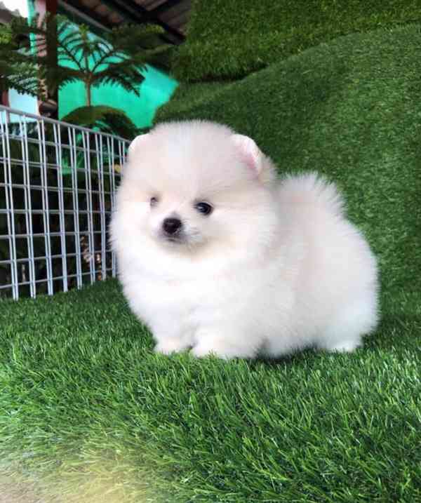Štěňata čistokrevného pomeraniana - foto 2