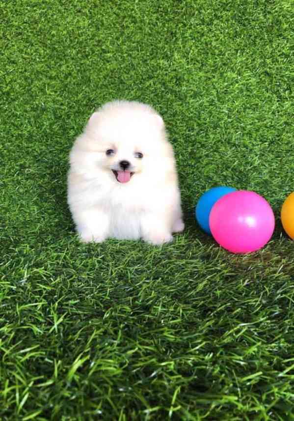 Štěňata čistokrevného pomeraniana - foto 3