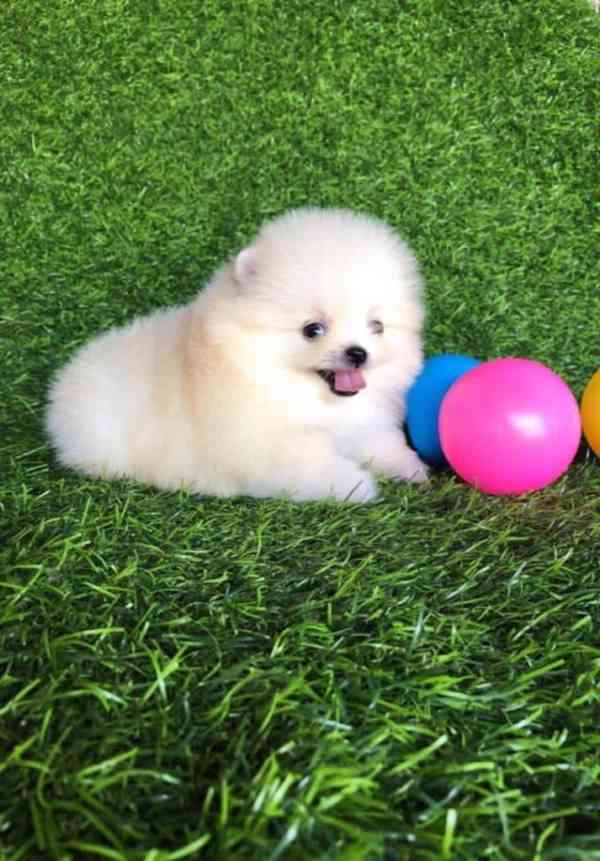 Štěňata čistokrevného pomeraniana - foto 4