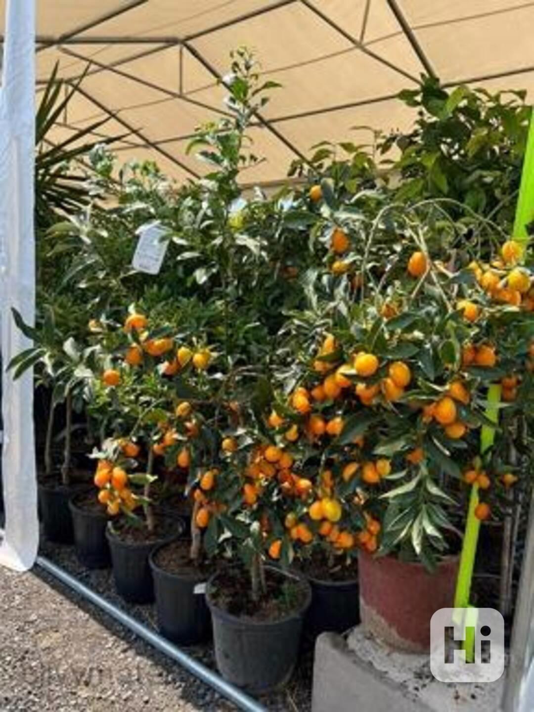 Kumquat - foto 1