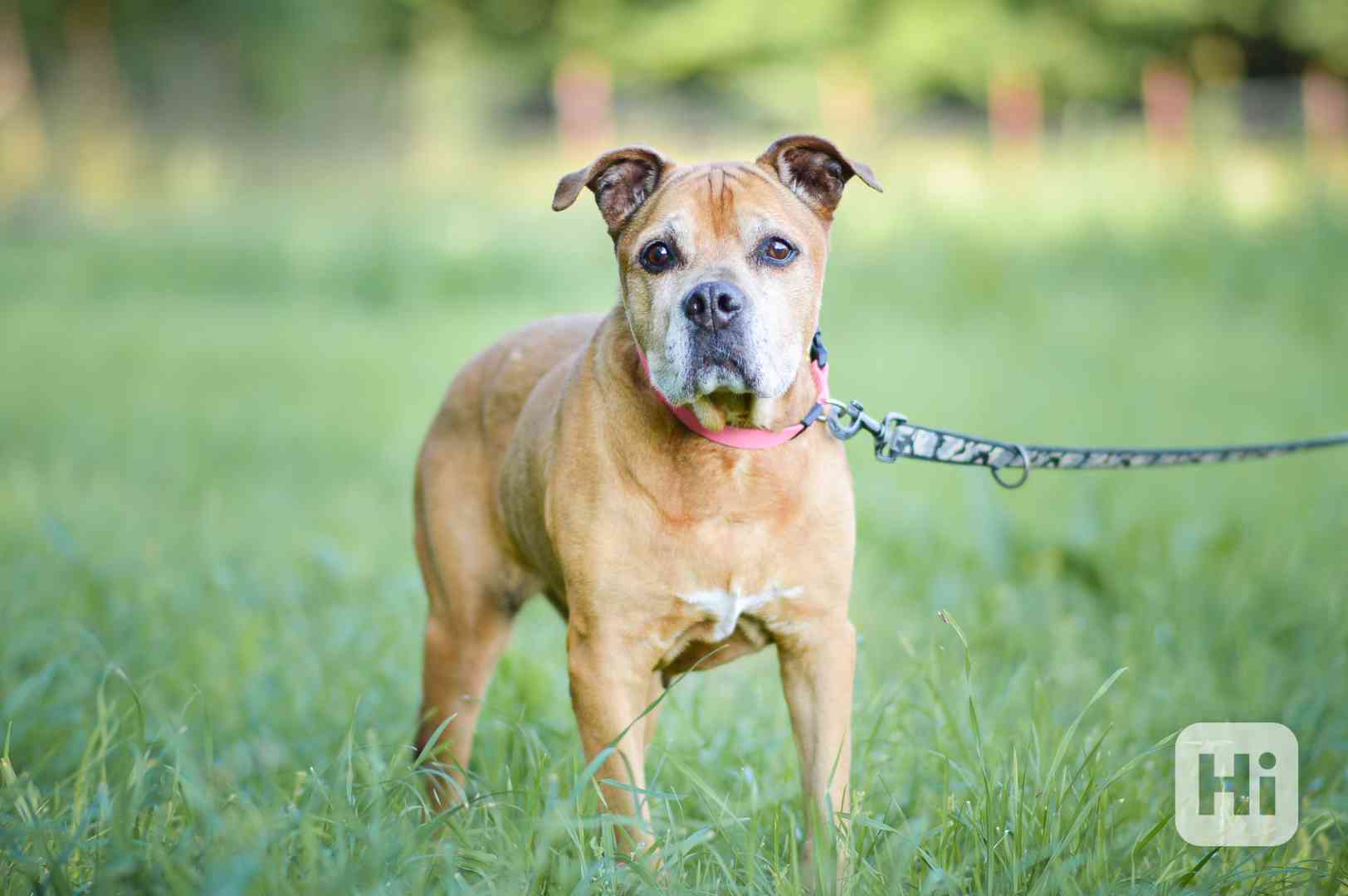 Viki - starší kříženka bulla, 14 let, akutní adopce - foto 1